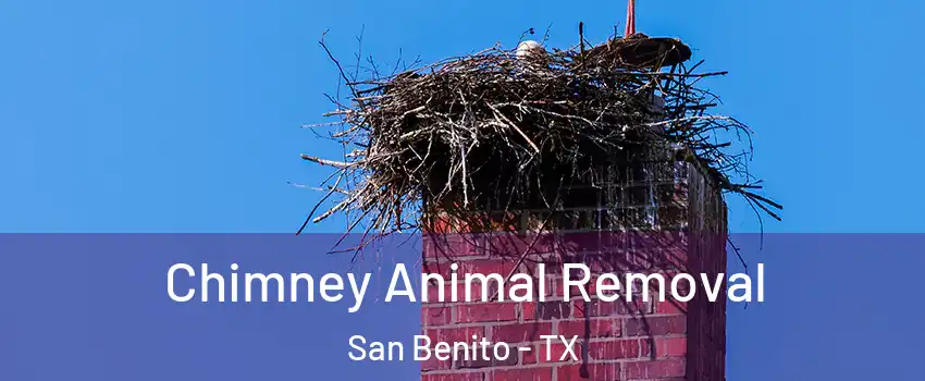  Chimney Animal Removal San Benito - TX