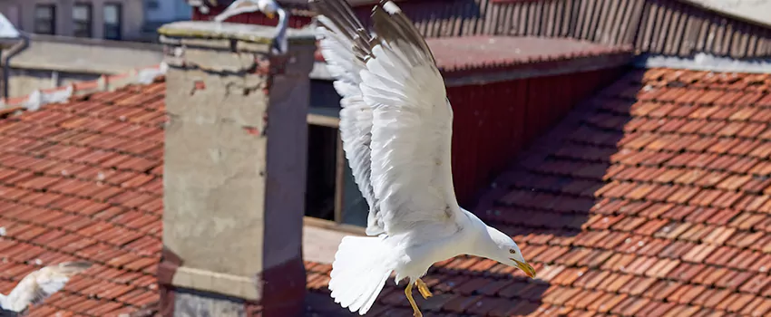 Residential Chimney Animal Removal Solution in San Benito, TX