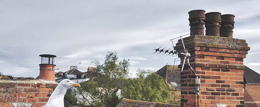 Chimney Cleaning And Restoration in San Benito, Texas